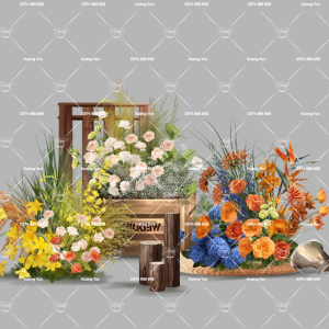 hoa phối vàng cam